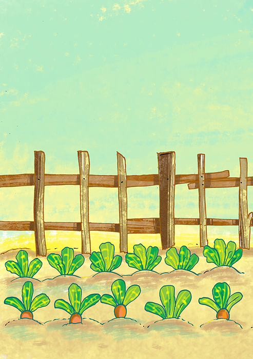 Cover of Why Don't They Sprout?