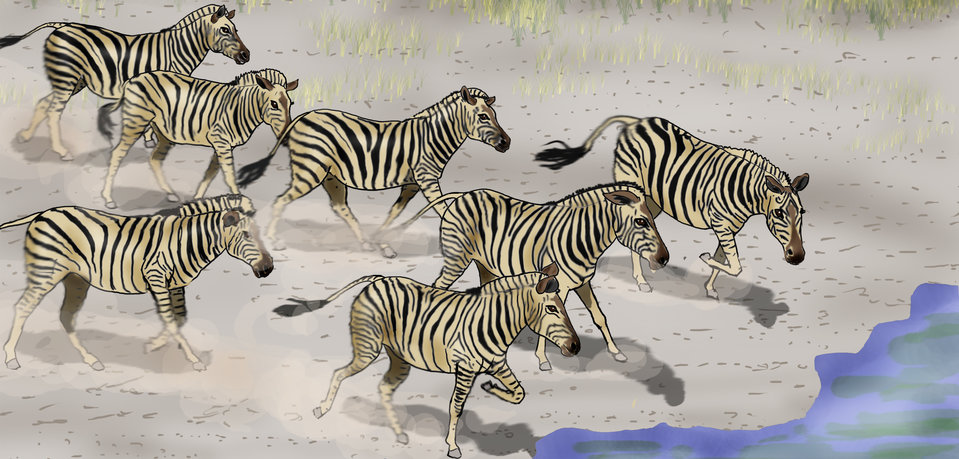Cover of Counting Animals